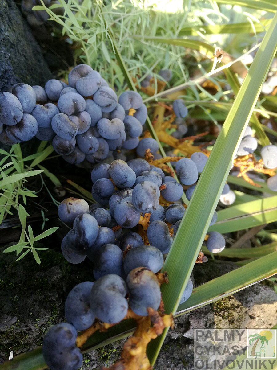 Plody Trachycarpus Fortunei