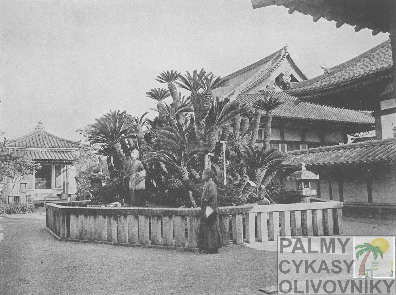 Cycas Revoluta Japan