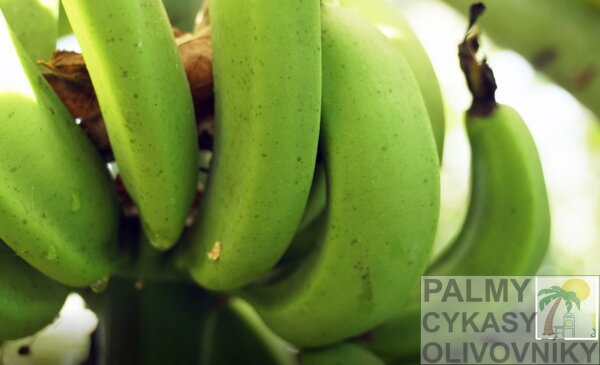 Plody banánovníka Musa Basjoo