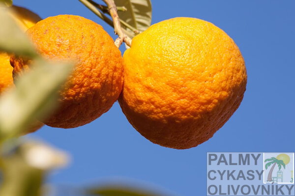 Pomarančovník citrus sinensis