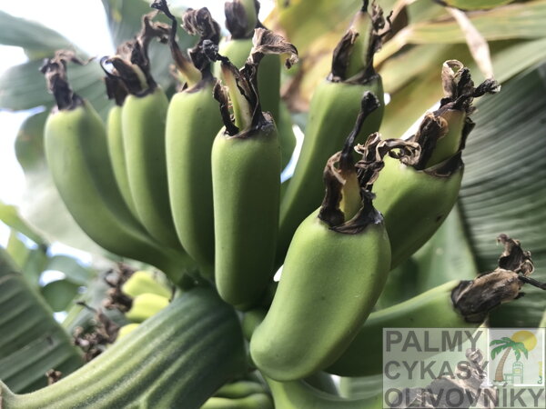 Banánavník Musa Paradisiaca - plody