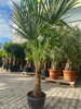 Trachycarpus Fortunei 170-190cm výška