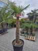 Trachycarpus Fortunei Galícia Lugo hrubé kmene výška 250-300 cm kmeň 140-160 cm 