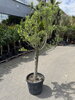 Olivovník európsky 120/160cm výška