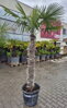 Trachycarpus Fortunei kmeň 140-160cm, 200-240cm výška