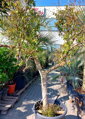 Punica granatum granátové jablko 18/20