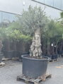 Olivovník európsky Bonsai 200-250 cm, kmeň 80/100 cm