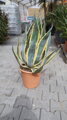Agave Americana Variegata 100 cm