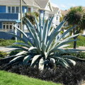 Agave Americana 10 semien