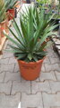 Agave Angustifolia Marginata 70cm