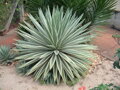 AGAVE ANGUSTIFOLIA MARGINATA