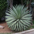 AGAVE ANGUSTIFOLIA MARGINATA