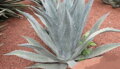 Agave Asperrima var. Potosiensis 10 semien