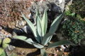 Agave Asperrima var. Potosiensis 10 semien