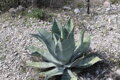 Agave Asperrima var. Potosiensis 10 semien