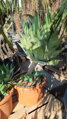 AGAVE ATENUATA