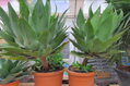 Agave Attenuata 140-150cm