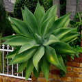 Agave Attenuata 10 semien