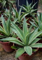 AGAVE DESMETTIANA VARIEGATA