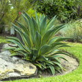 AGAVE DESMETTIANA VARIEGATA