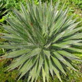 Agave Filifera 40 cm