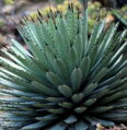 AGAVE MACROCANTHA