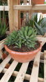 Agave Macroacantha miska 40cm