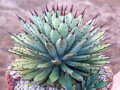 AGAVE MACROCANTHA