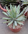 AGAVE MACROCANTHA