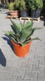 Agave Salmiana Ferox 80-100cm 45L