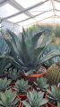 Agave Salmiana Ferox Extra 140cm