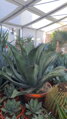 AGAVE SALMIANA FEROX