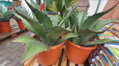 AGAVE SALMIANA FEROX