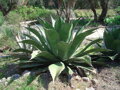 AGAVE SALMIANA FEROX