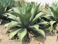 AGAVE SALMIANA FEROX