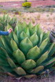 AGAVE SALMIANA FEROX