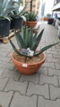 Agave Sharkskin miska 40cm