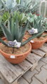 AGAVE SHARKSKIN