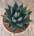 AGAVE SHARKSKIN