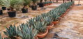 AGAVE SHARKSKIN