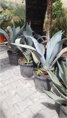 AGAVE SPECTABILIS