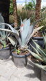 Agave Spectabilis 90-100cm