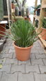 Agave Stricta 70cm