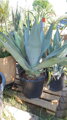 Agave Weberi 110-120cm