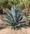 AGAVE WEBERI