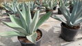 AGAVE WEBERI