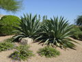 AGAVE WEBERI