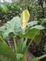 Alocasia Macrorrhiza výška 100-125cm