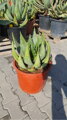 Aloe Aculeata 60-80cm