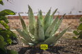 ALOE ACULEATA